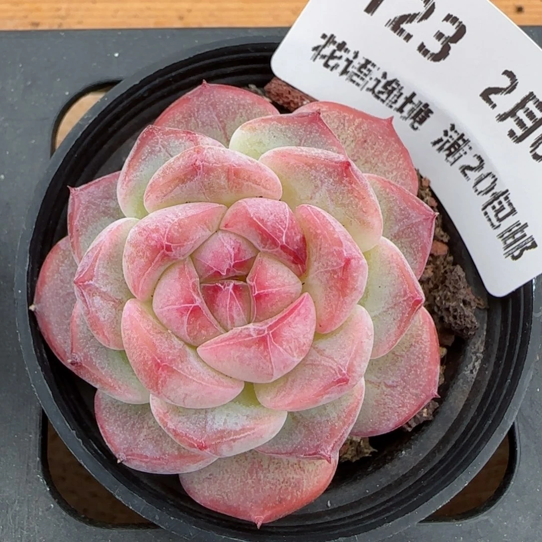 花语逸镜0203-123