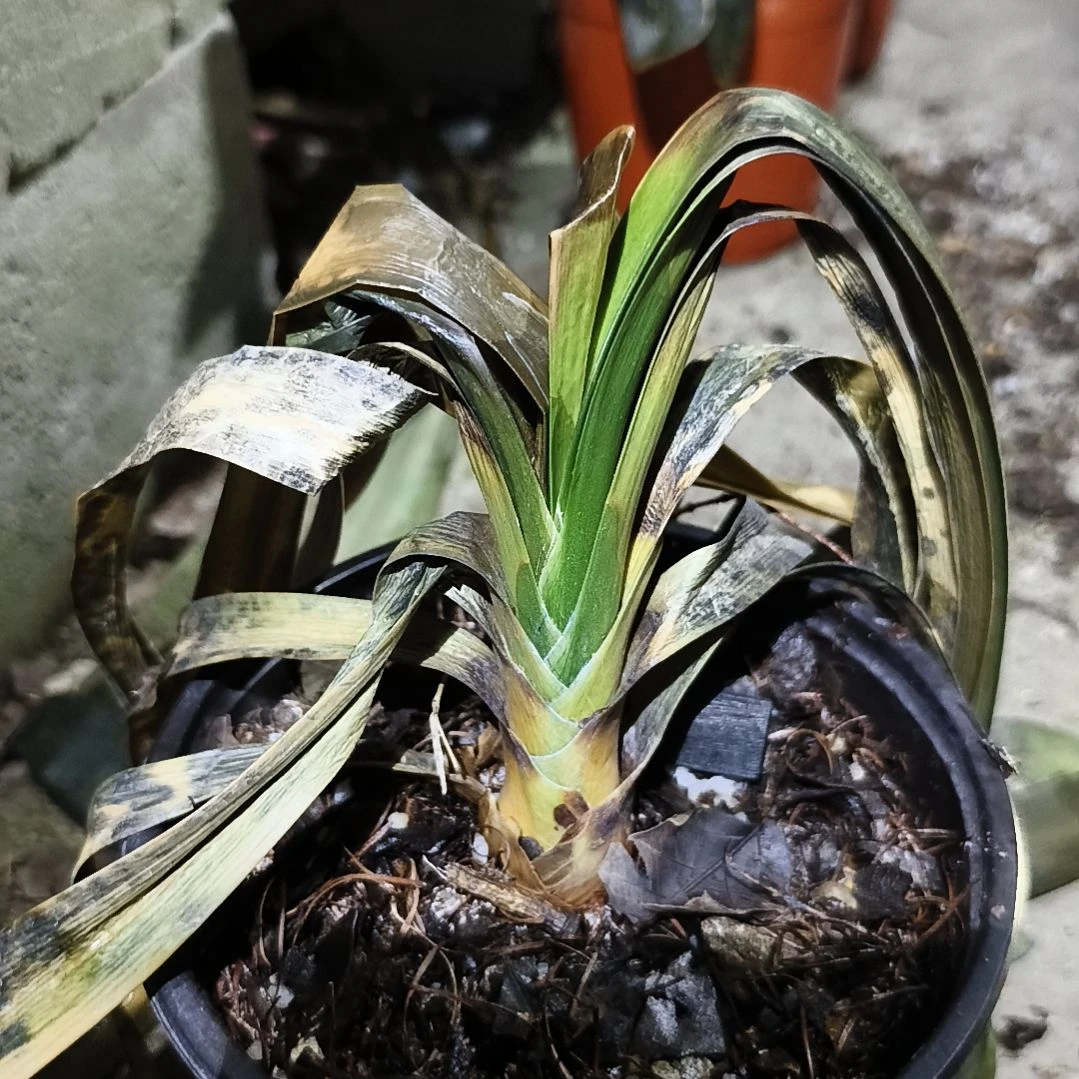 *****完全开放盲盒下花大苗残叶特惠苗一颗