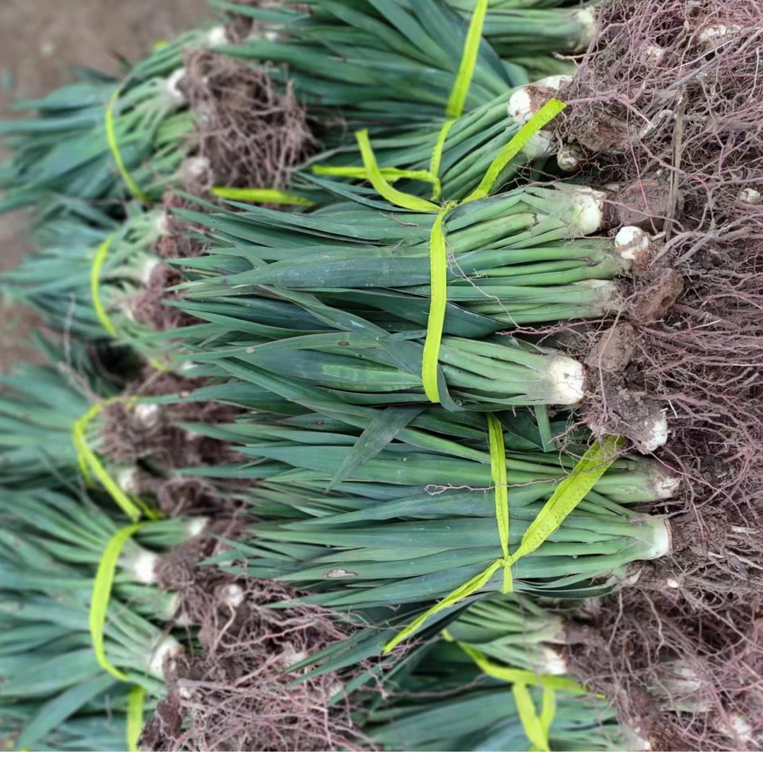 地被植物剑麻凤尾丝兰绿化苗耐旱耐寒四季常青篱笆护栏护坡植庭院