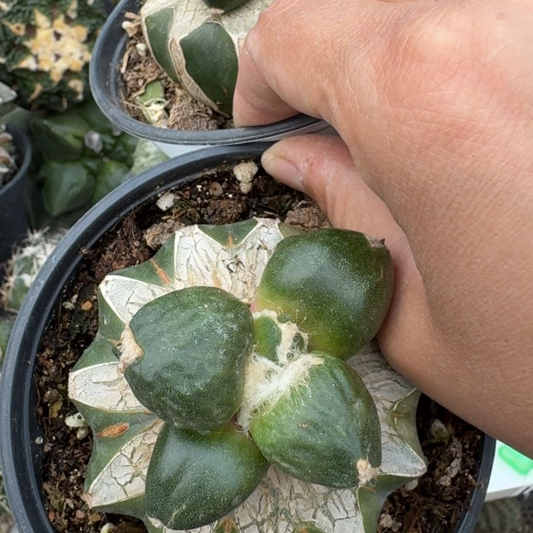 【闪购商品】M***練两颗蛋尤170