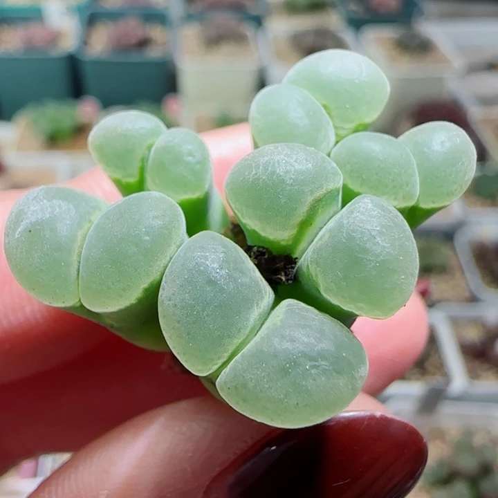 双11特MSG2151多肉植物17号