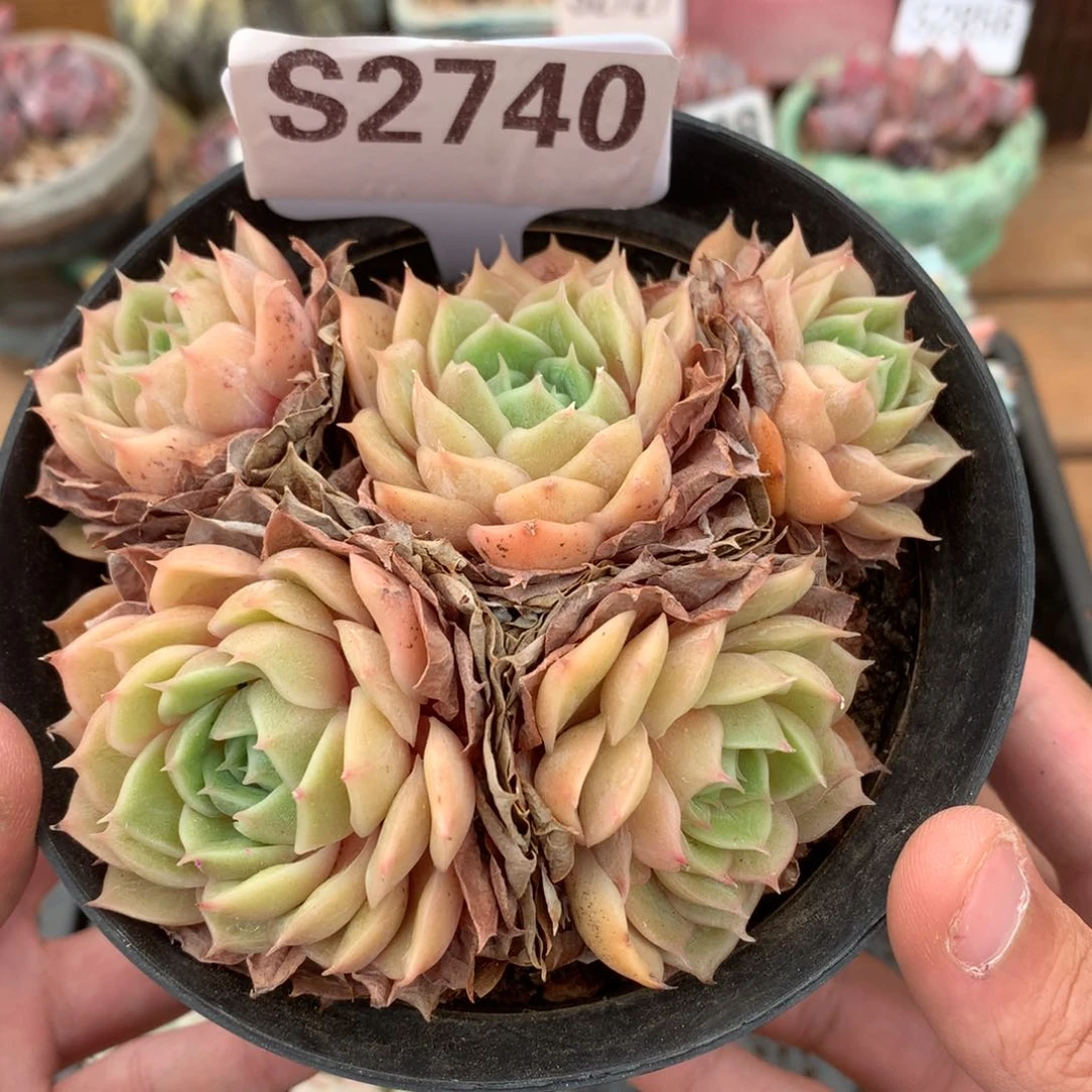 S2740 昂斯诺 不包整