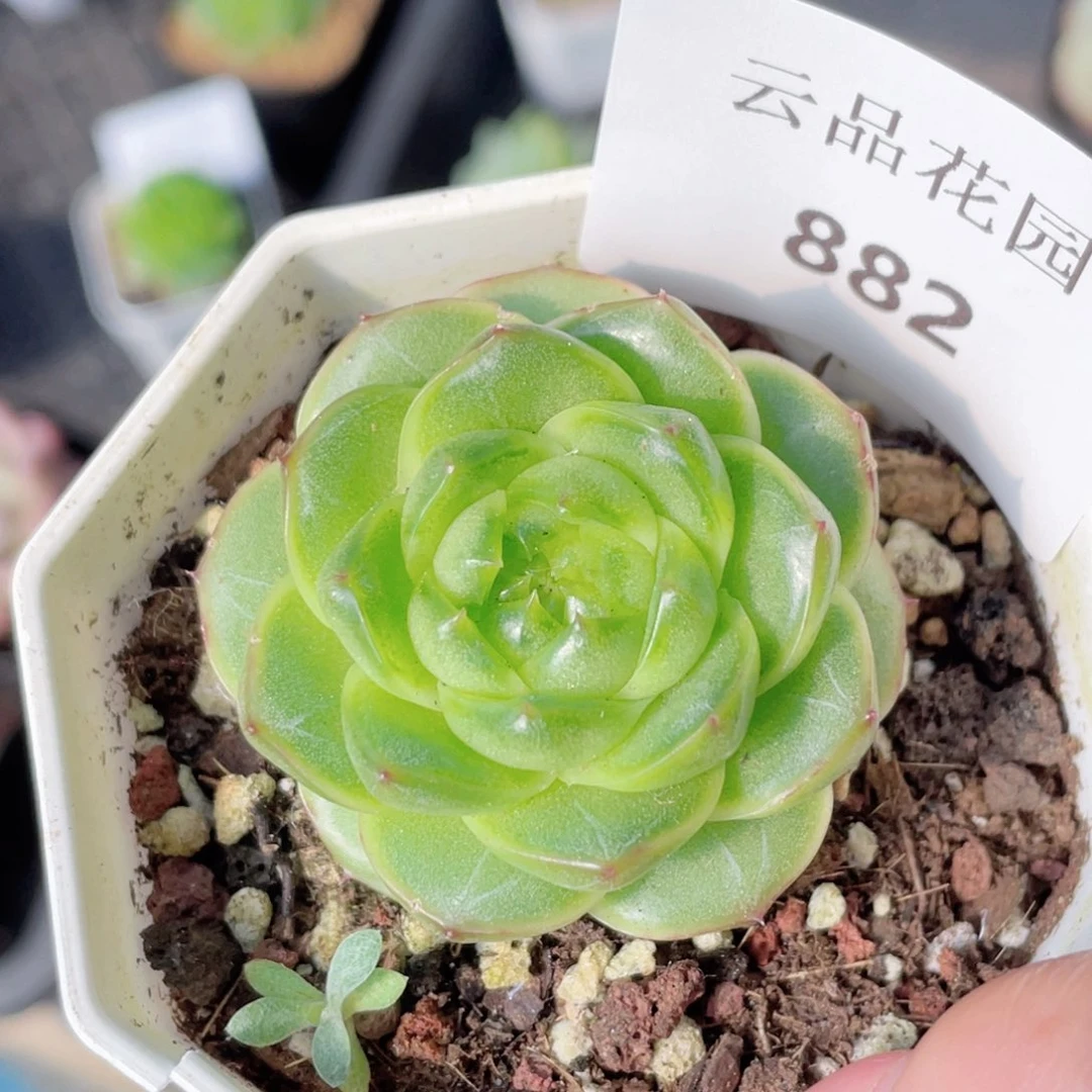 882号糖心冰心珍妮 爱彼
