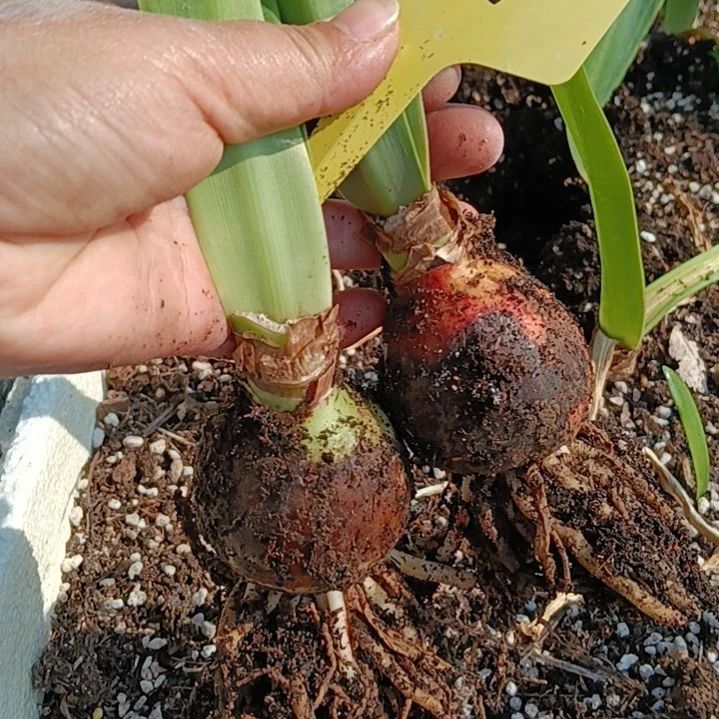 无花朵之河4-5发一个