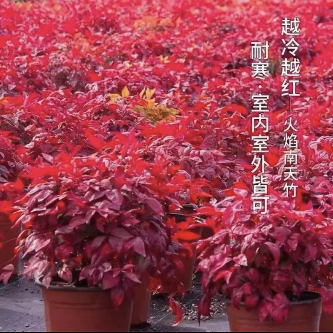 火焰南天竹观叶盆栽客厅红叶创意耐寒绿植禅意盆景桌面植物年宵