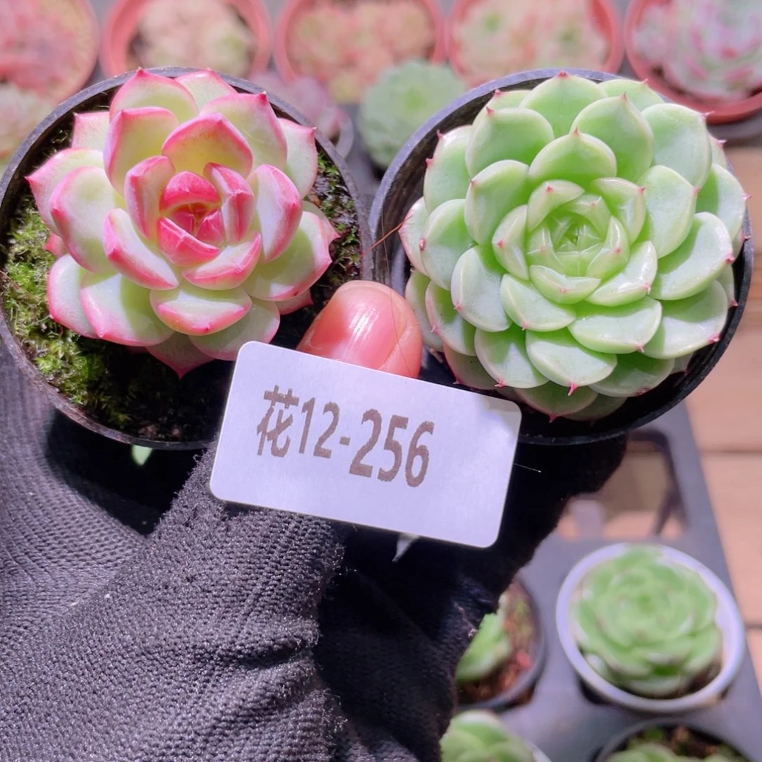 ?**兒花利美12-256新品2颗