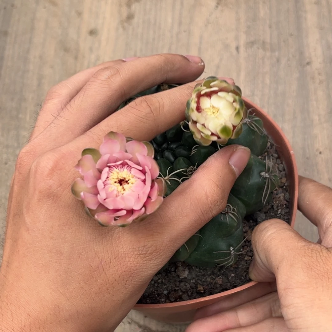昨****实生绯花玉仙人球1