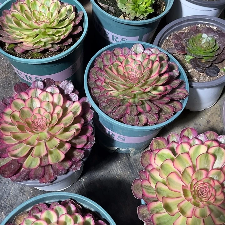 绿体白月光漂亮漂亮漂亮漂亮