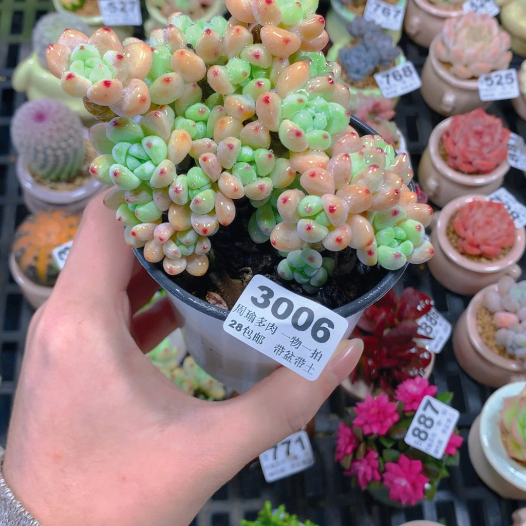 5厘米盆精控多肉3006