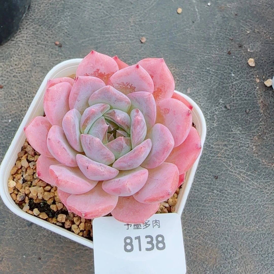 雪魄，8138多肉植物