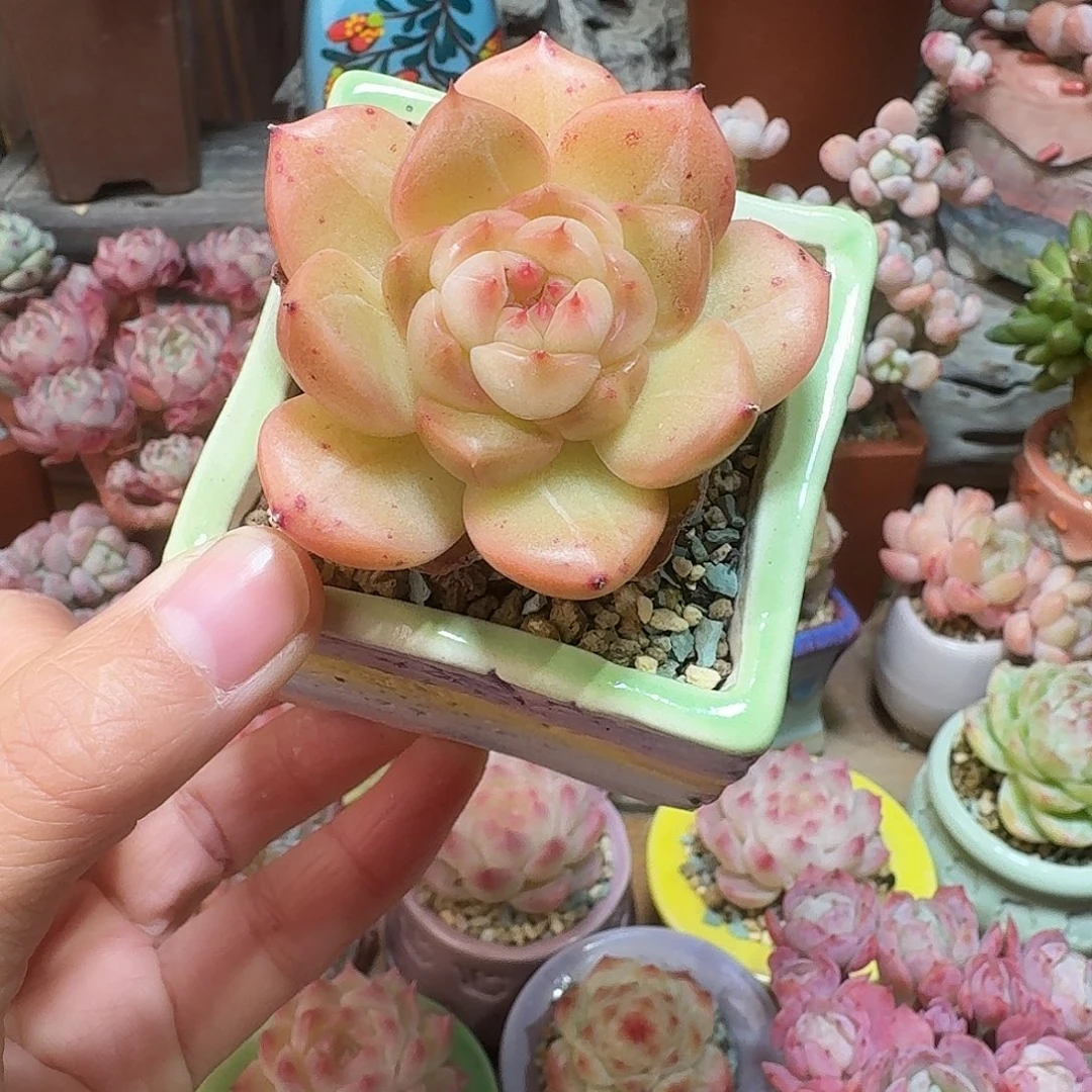 珍妮优选 多肉含盆土 一物一拍