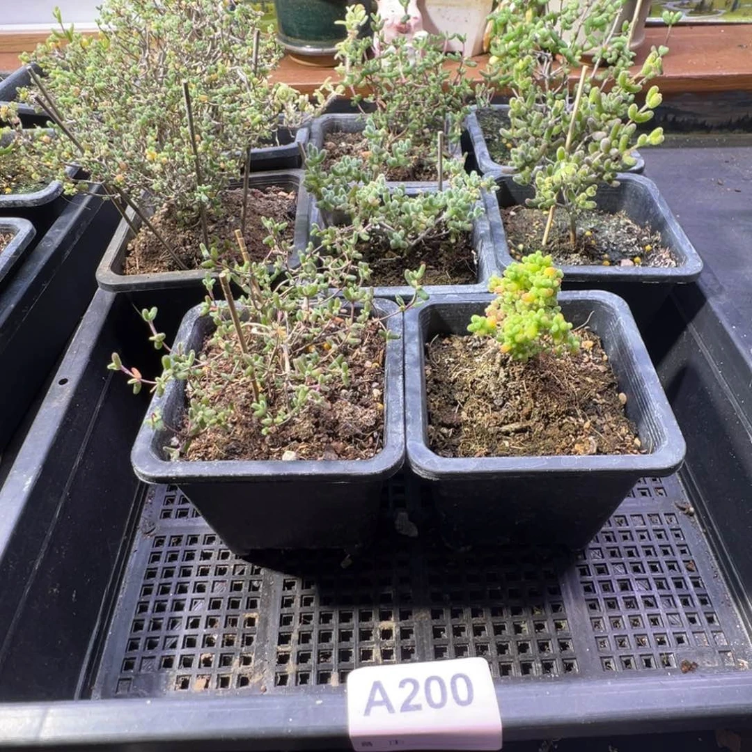 枝干番杏蜜橘糖球200
