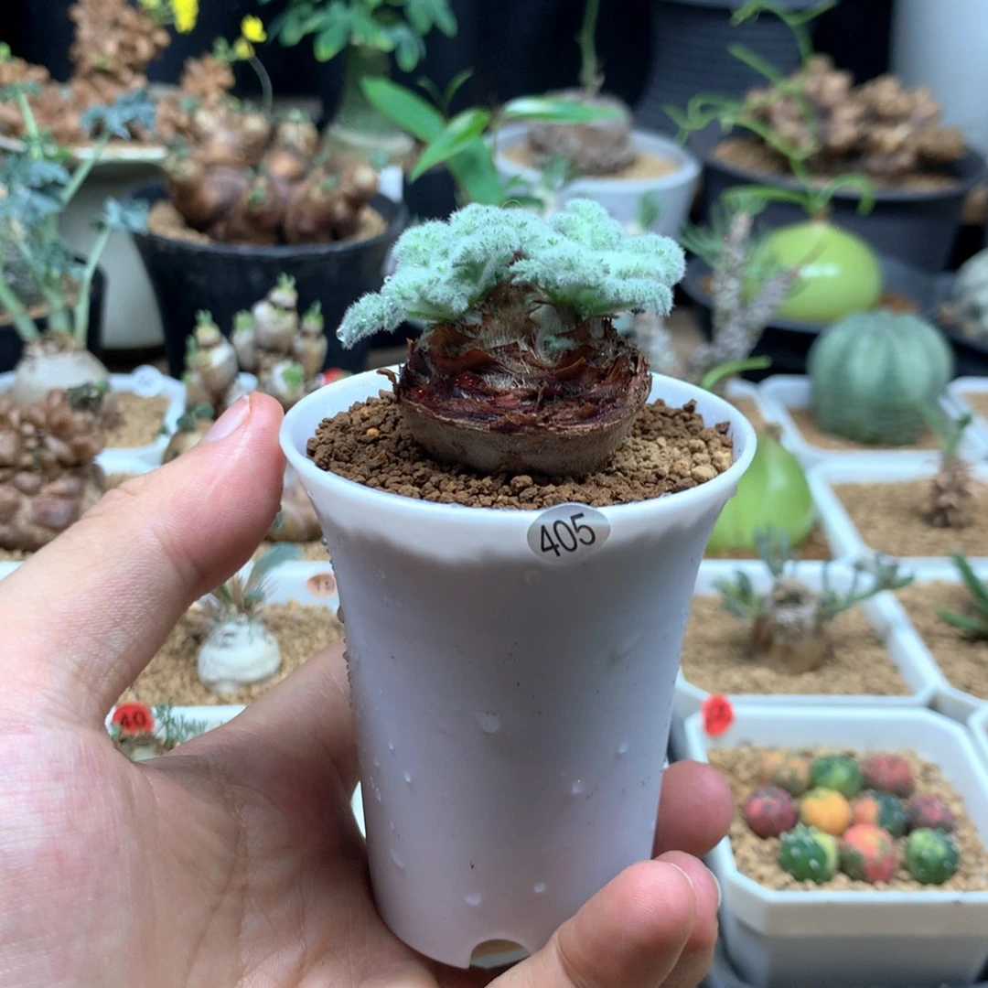 实生羽叶杨葵405带盆