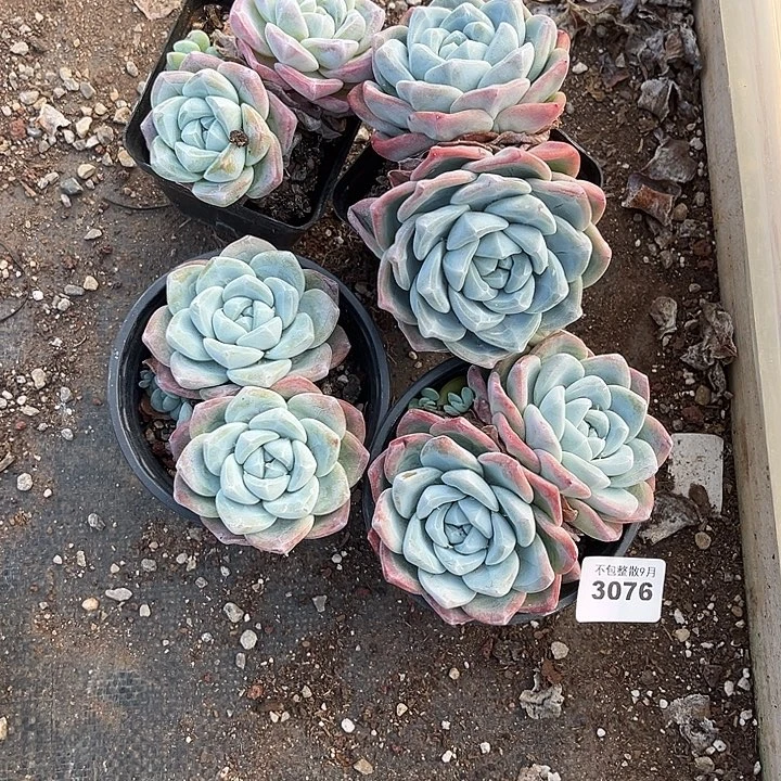 阿雅园艺。         3076