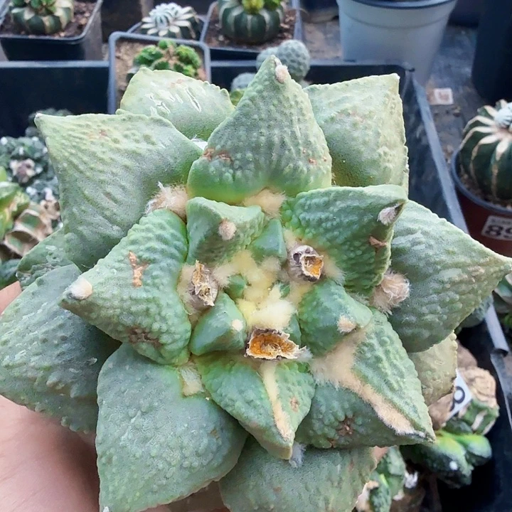 无花朵907白肌龙牙怒涛10.7