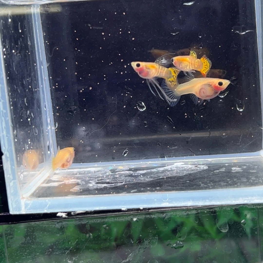 孔雀鱼小太阳11111111