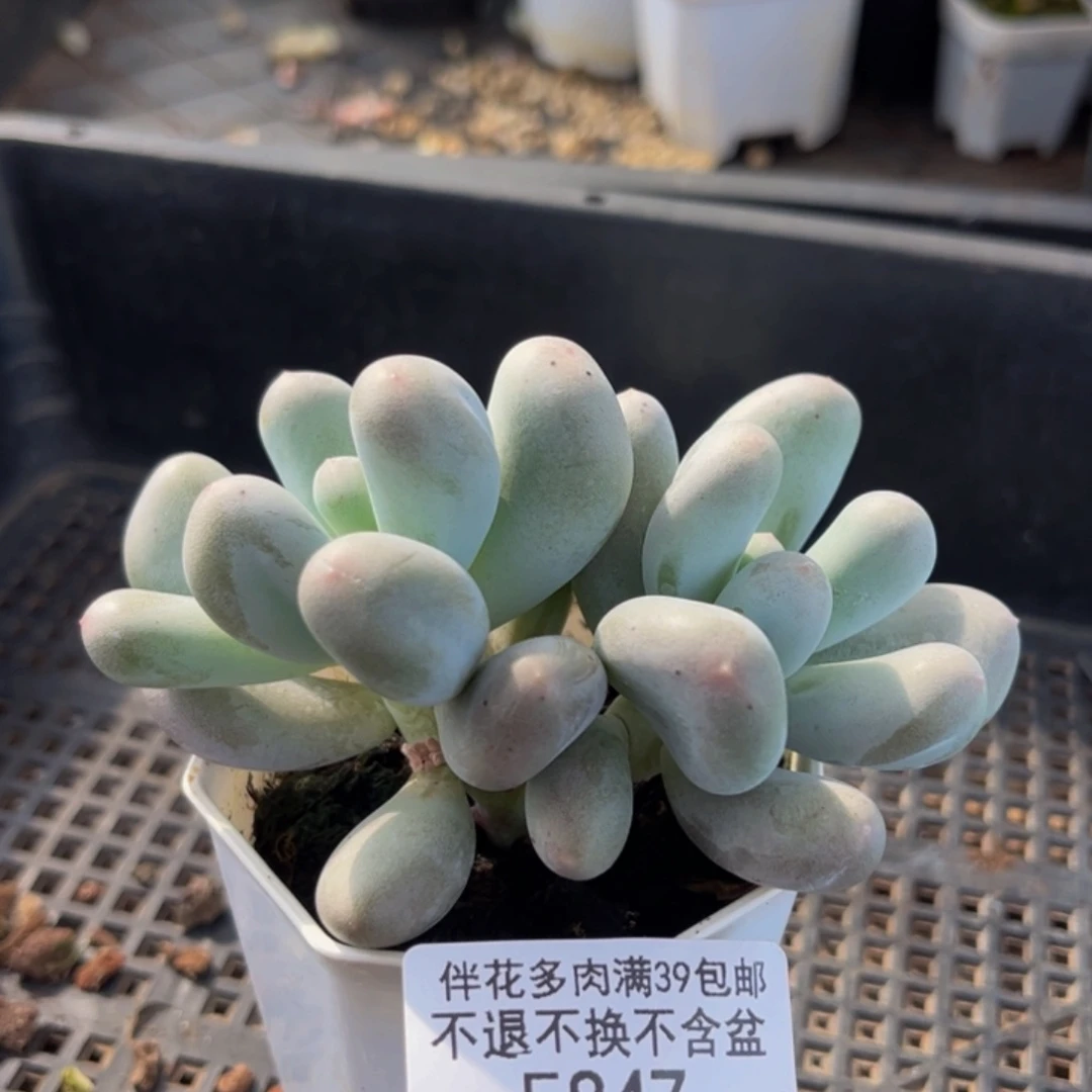 847-米可奶酪多肉7cm