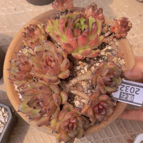 黑曼巴2032多肉植物