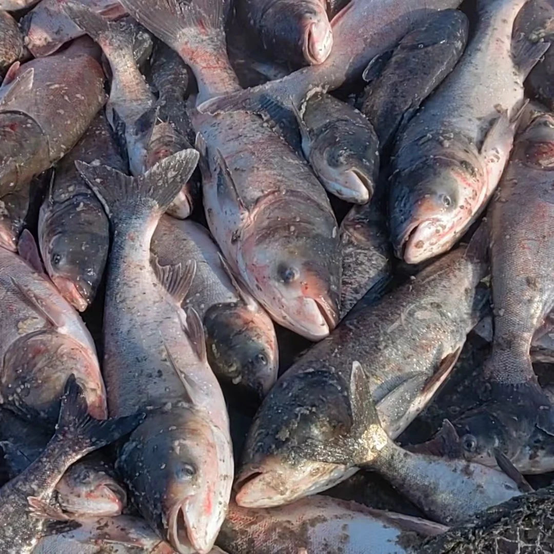 东北冷水胖头鱼（6-50斤）