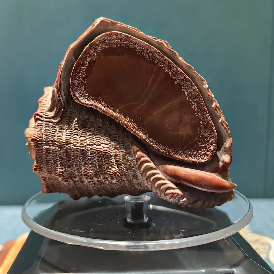 红丝海螺砚，一图一物没有重复的。备注石种红丝石