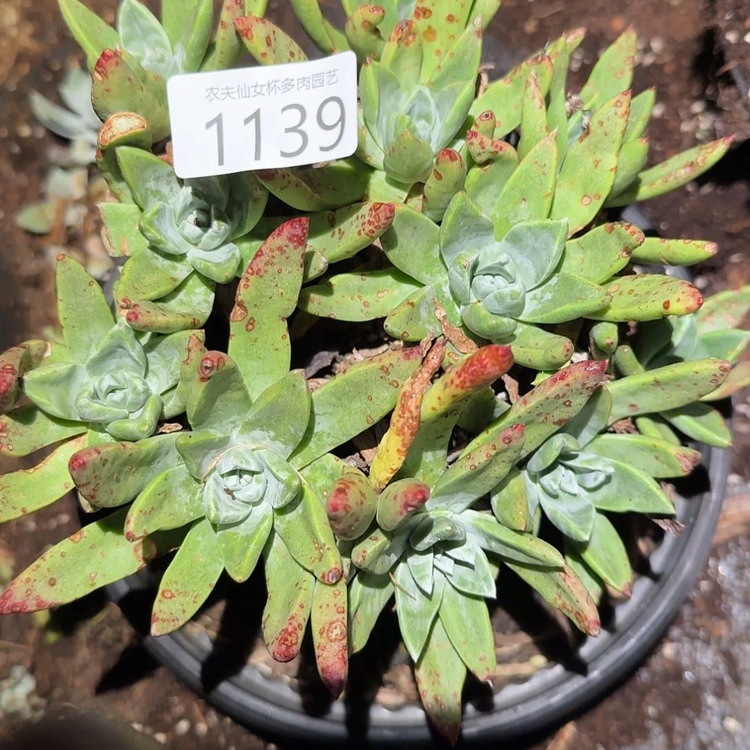 帕莫瑞杂交仙女杯多福利