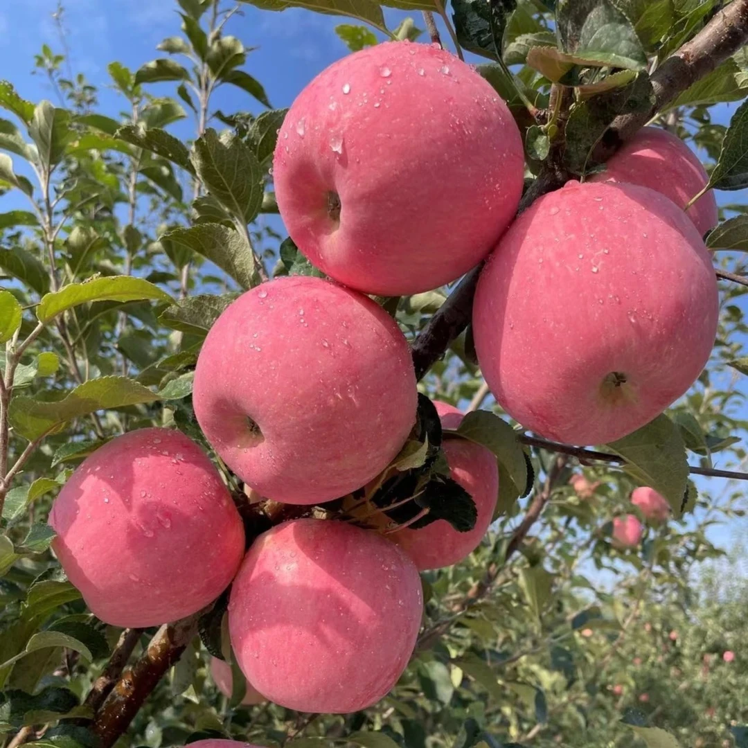 【坏果包赔】2025正宗陕西洛川红富士果园现摘现发脆甜多汁
