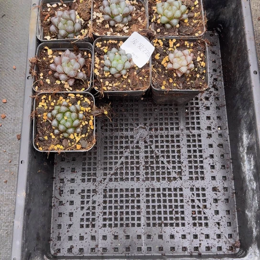 直播福利一物一拍225
