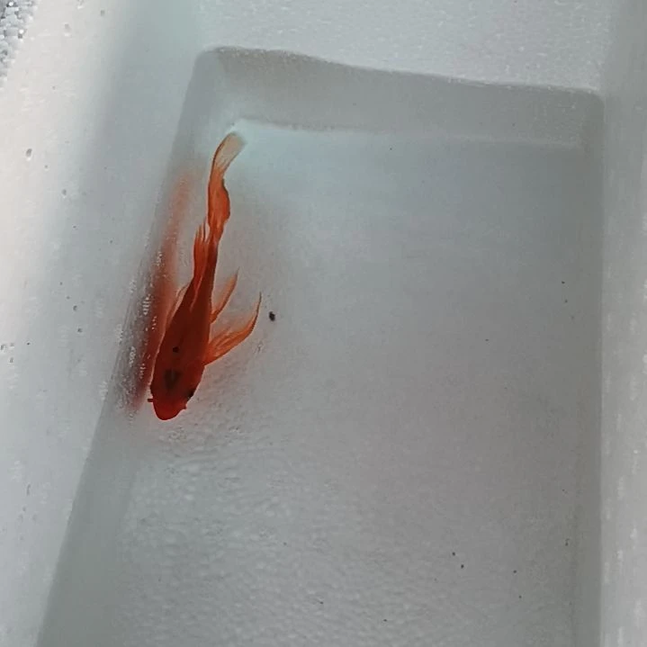 蝴蝶鲤29鱼厂福利一单包邮蝴蝶鲤