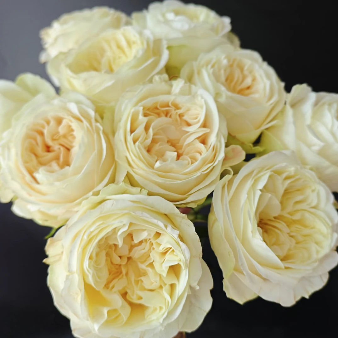 【西露斯】艾洛尔 任拍满三单顺丰空运包邮鲜切10支装稀有家居玫瑰