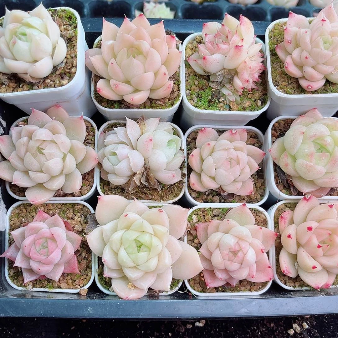 1-651 新疆西藏内蒙不发零度以下拍保温箱不拍不包损