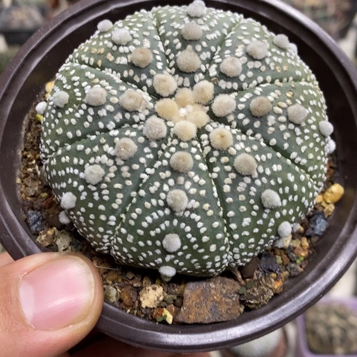 实生大号超兜特价