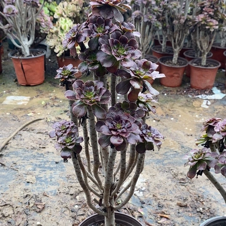 黑法多肉植物073