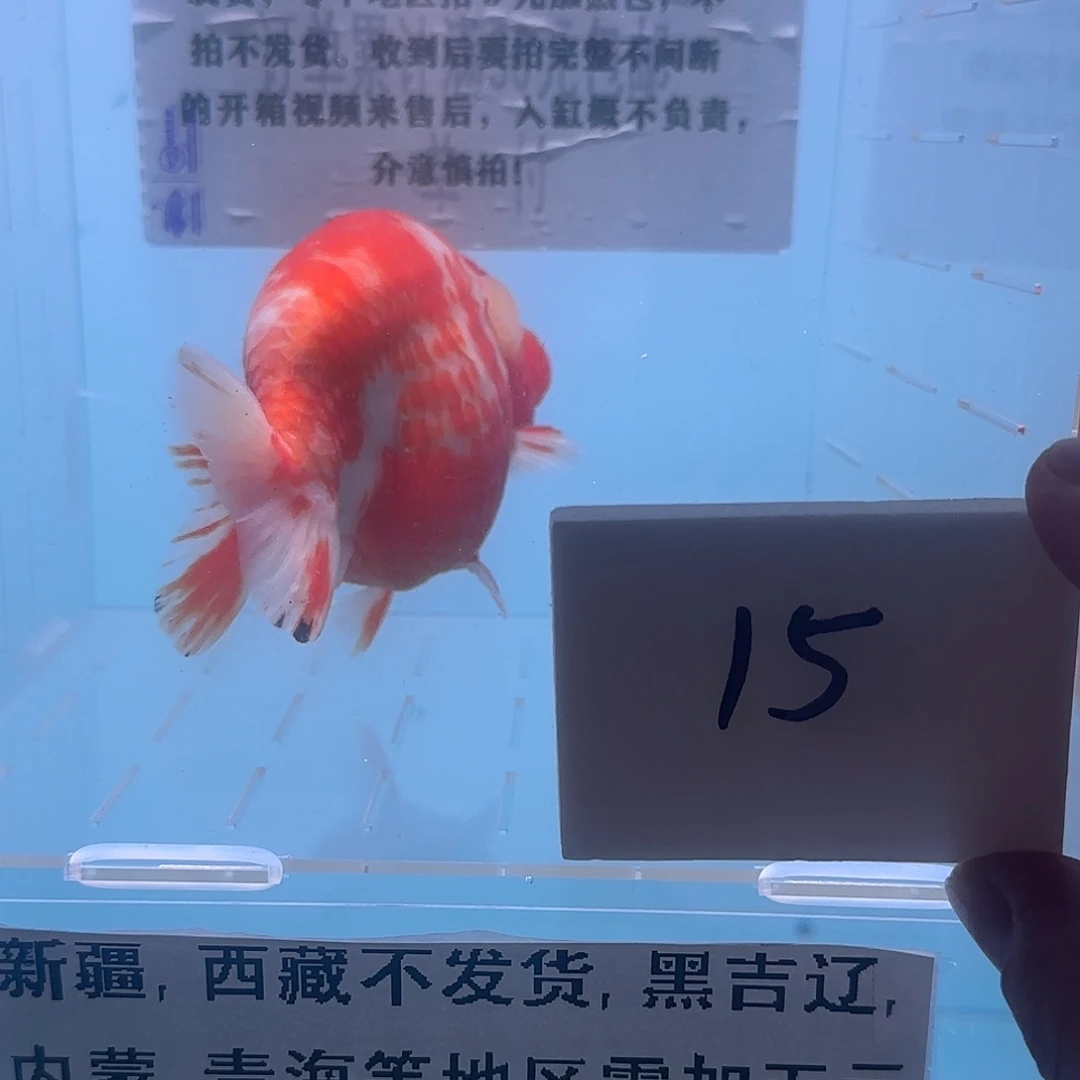 金鱼腾川优宠金鱼专拍