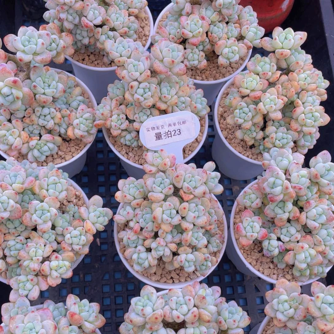 量拍23号胭脂果冻罗琦大手捧老桩一个