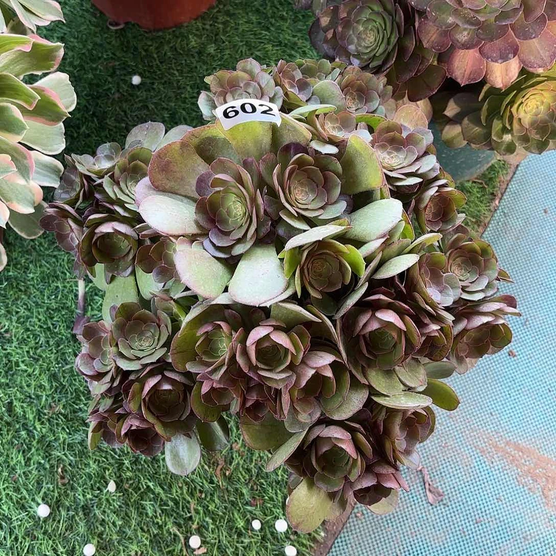 多肉法师万圣节掐心602