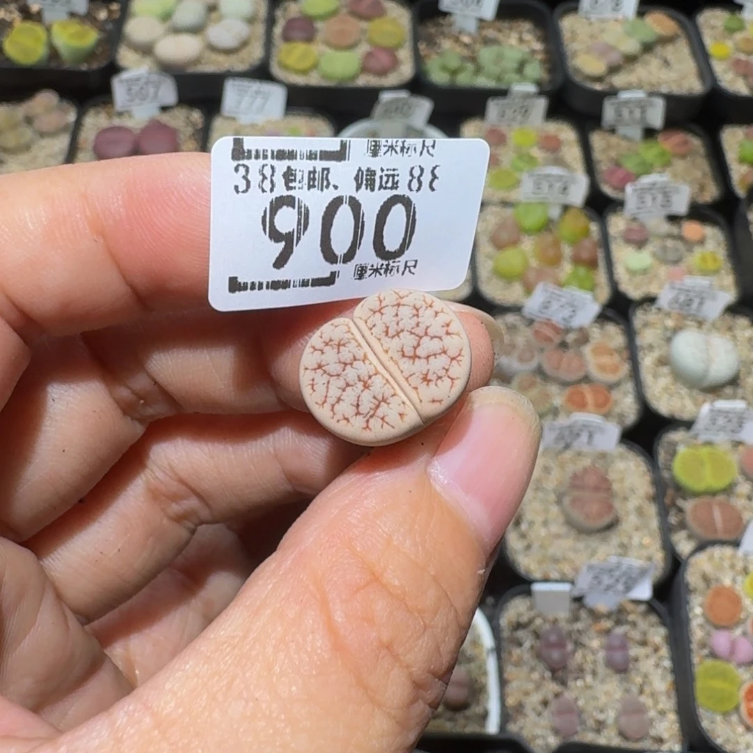 初***雪Ssss精品生石花900