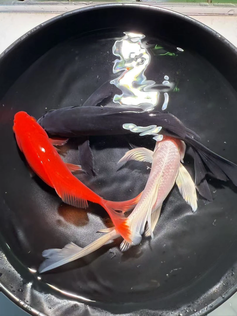 红锦鲫黑白锦鲤冷水观赏鱼包邮包开箱活9-15公分