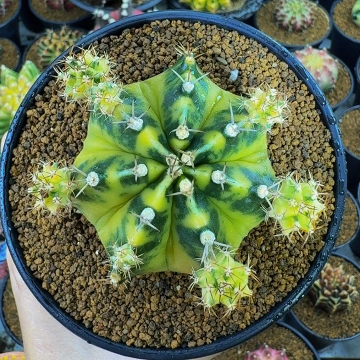 小马克母本暂不出，侧芽388