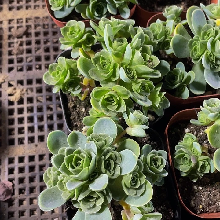 山地玫瑰群带哦土发