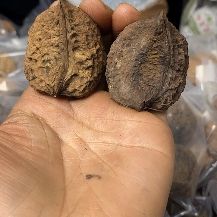 核桃云南铁核桃基地66