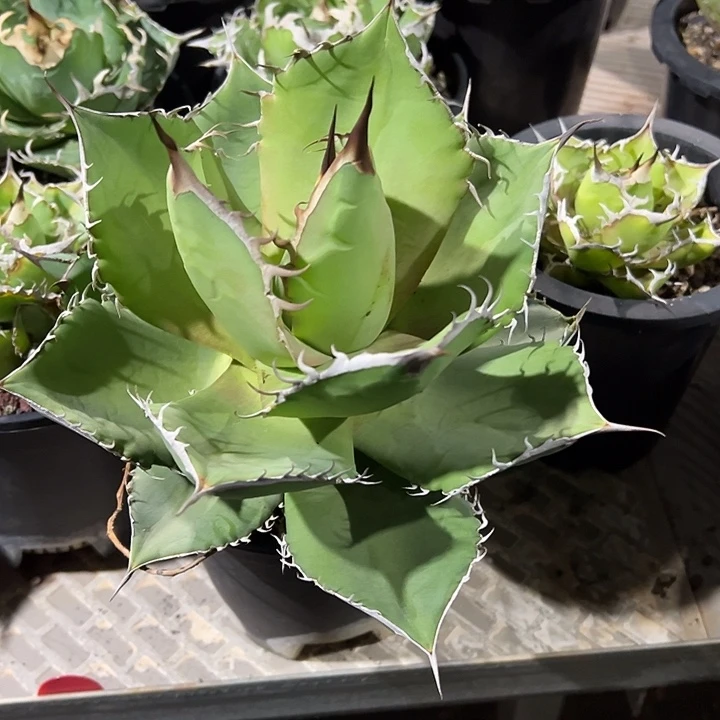 龙舌兰多肉植物多肉