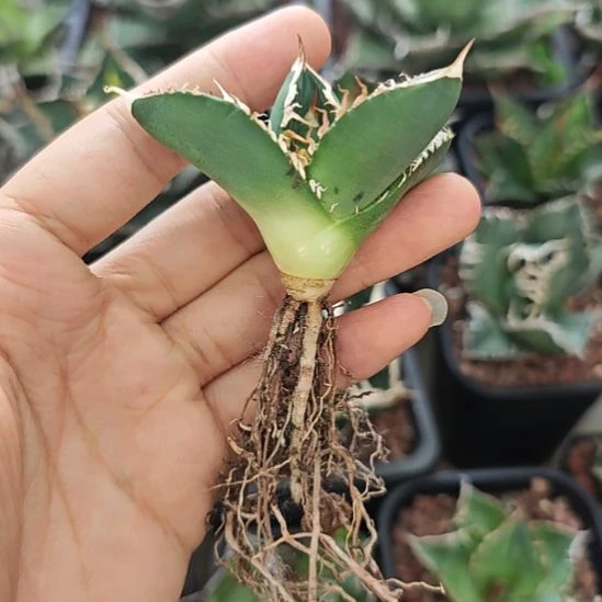 大白鲨仁王冠龙舌兰侧芽