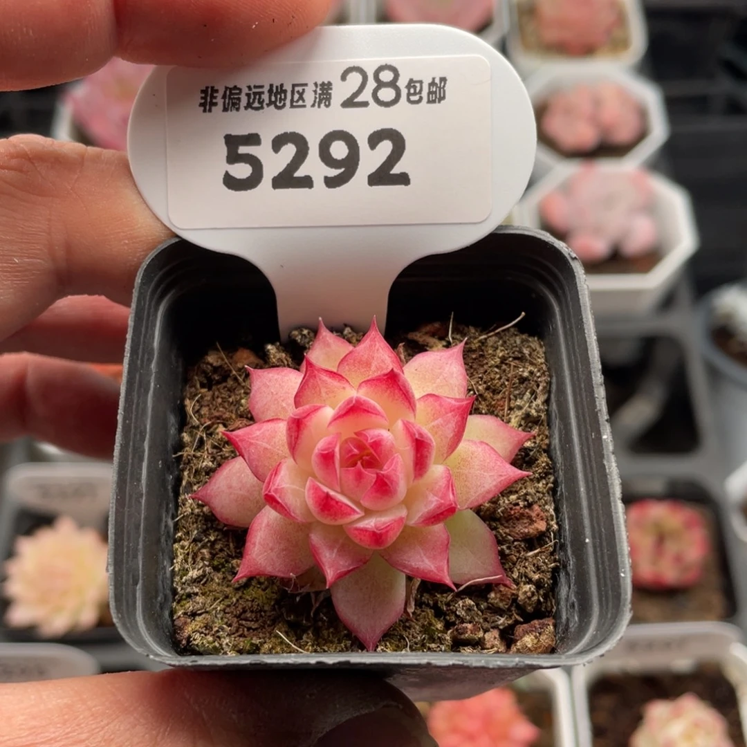 女王5292-4.0厘米