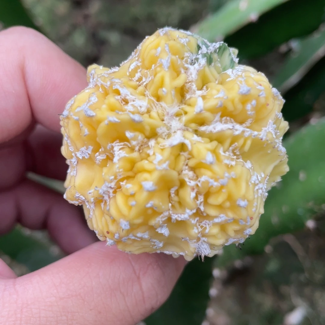 全部花朵福隆核桃锦 仙人球