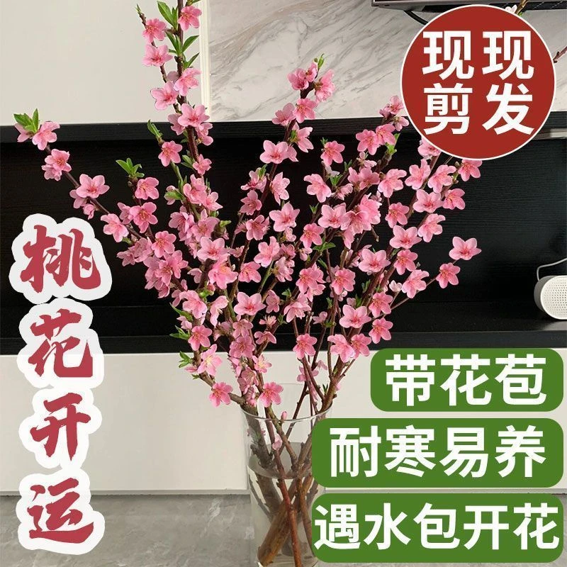 【带花苞】桃花新年桃树枝室内水培梅花新鲜切真干枝四季好养客厅