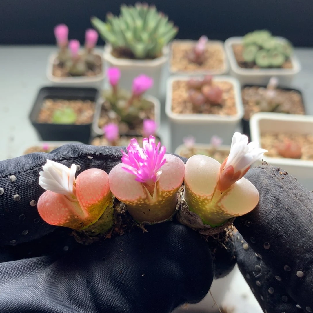 a251温巴德c10母本