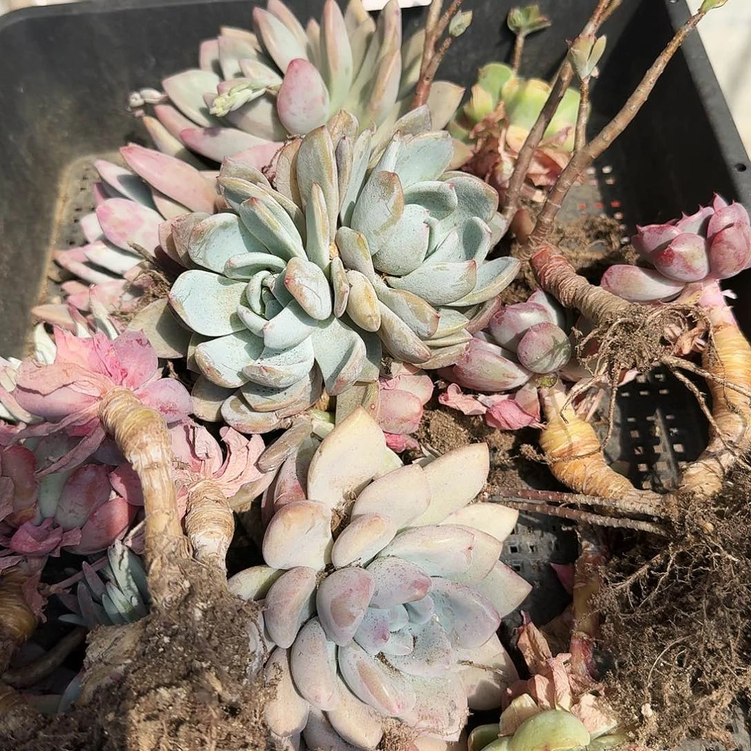 F****e满20包邮零下拍保温箱71号筐无售后