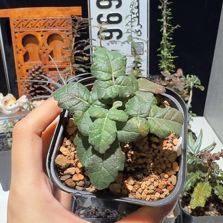 实生阿曼（神圣）乳香橄榄一物一拍