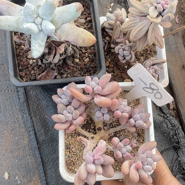 冰***淋两单包邮，不售后，散80