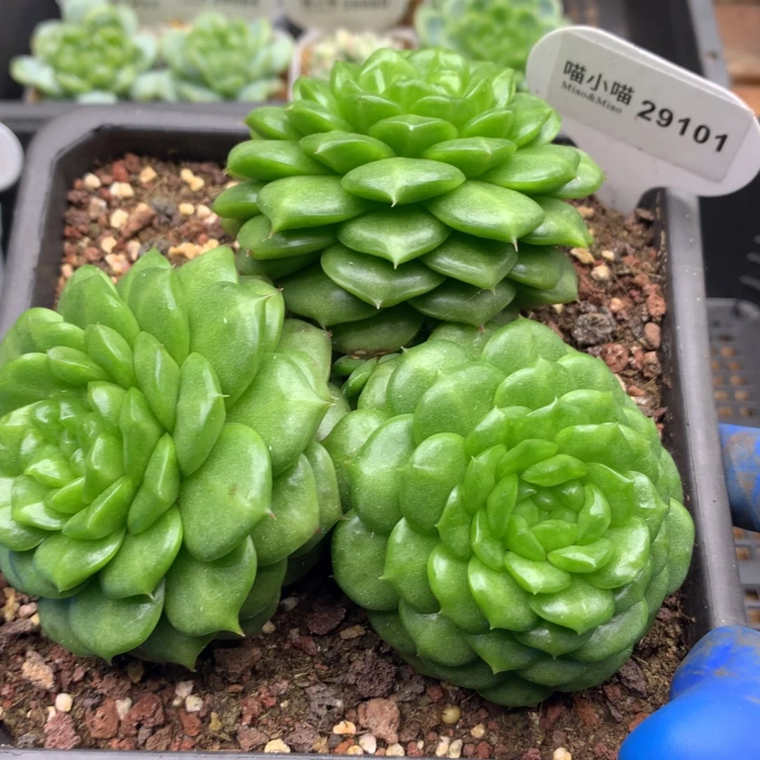 多肉植物杂交珍妮
